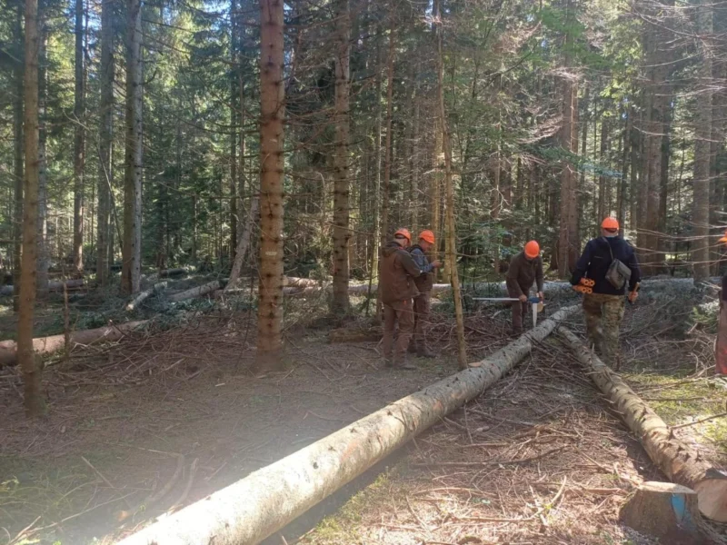 Haos u Hercegbosanskim šumama